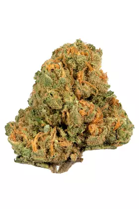 JACK HERER STRAIN