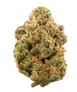 Buy Girls Scout Cookies Strain