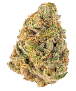 Triangle Kush strain