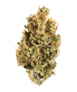 Buy G13 strain in Istanbul